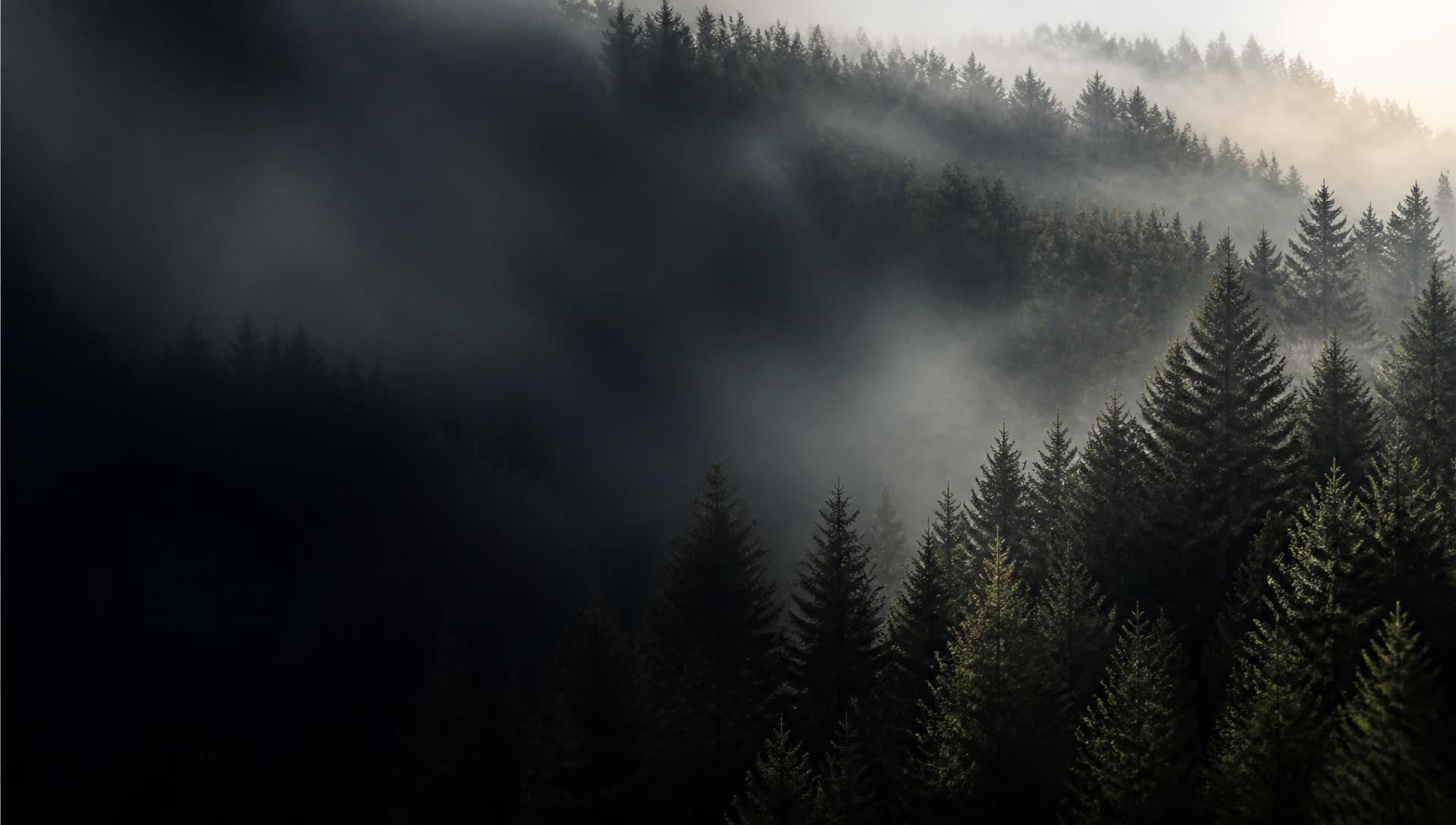 Morgennebel zwischen Tannen im Schwarzwald